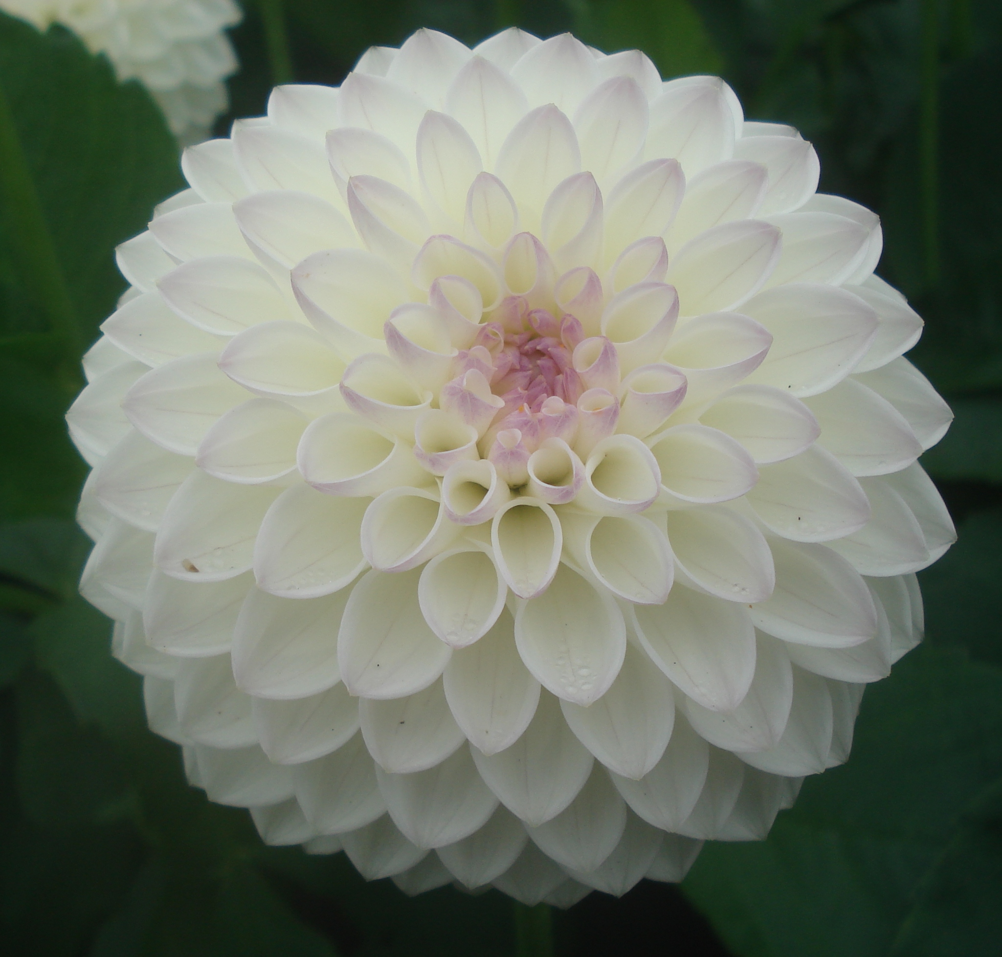 Skelmersdale Jayne.jpg (5743 bytes)